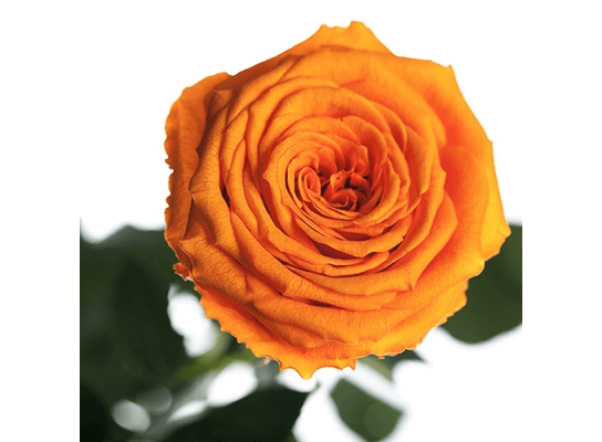 Долгосвежая роза Оранжевый Цитрин 7карат в подарочной упаковке
