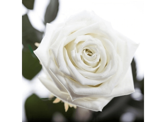 Долгосвежая роза Белый Бриллиант в подарочной упаковке