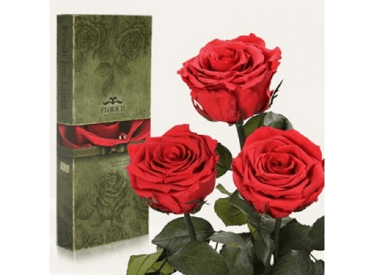 Три долгосвежих розы Алый Рубин в подарочной упаковке