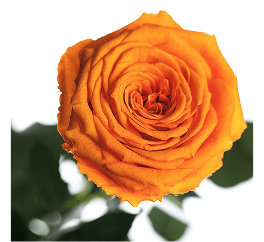 Долгосвежая роза Оранжевый Цитрин в подарочной упаковке
