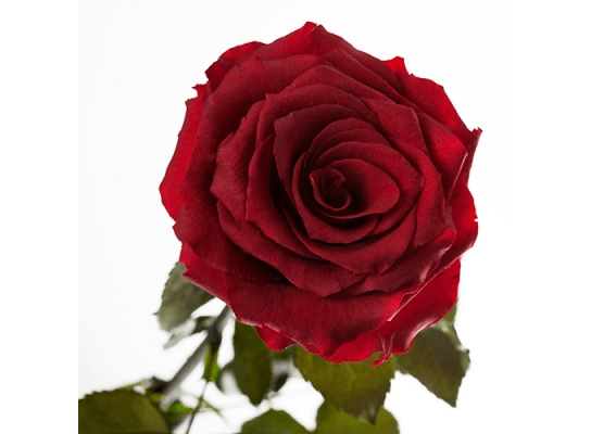 Долгосвежая роза Багровый Гранат в подарочной упаковке