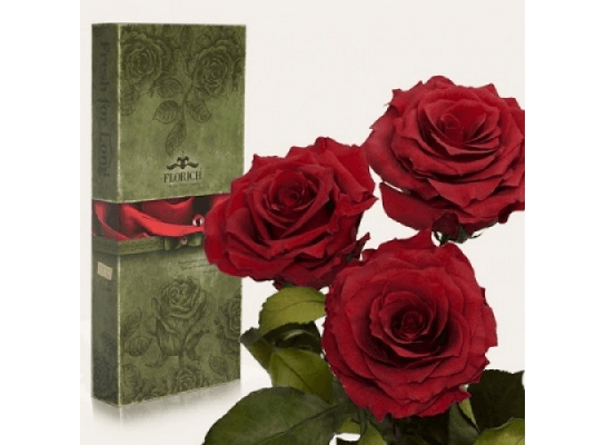 Три долгосвежих розы Багровый Гранат в подарочной упаковке