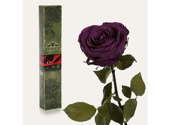 Долгосвежая роза Королевская в подарочной упаковке
