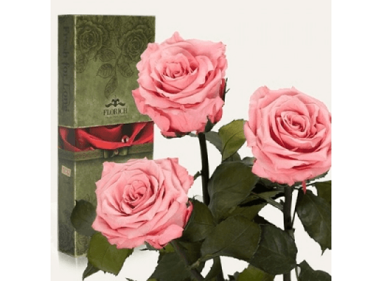 Три долгосвежих розы Розовый Кварц в подарочной упаковке
