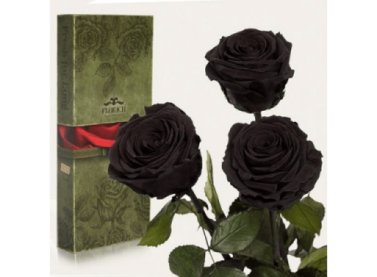 Три долгосвежие розы Черный Бриллиант в подарочной упаковке