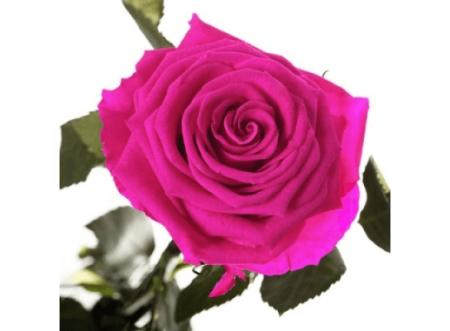 Долгосвежая роза Малиновый Родолит в подарочной упаковке
