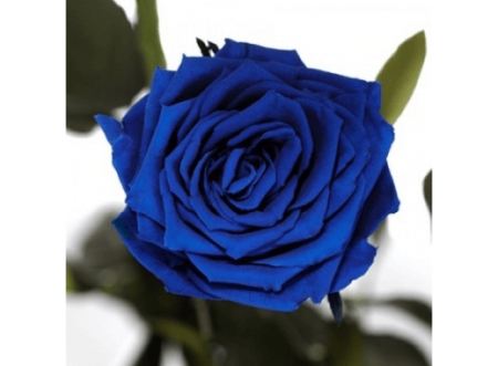 Долгосвежая роза Синий Сапфир в подарочной упаковке